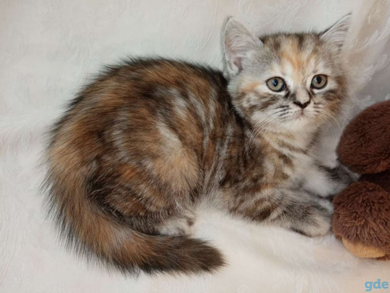 Продаю шотландских котят, фотография 6