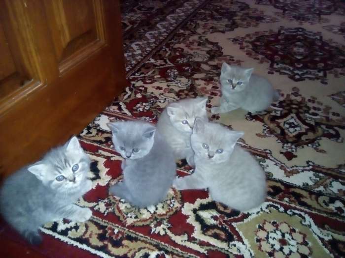 Британские котята , фотография 2