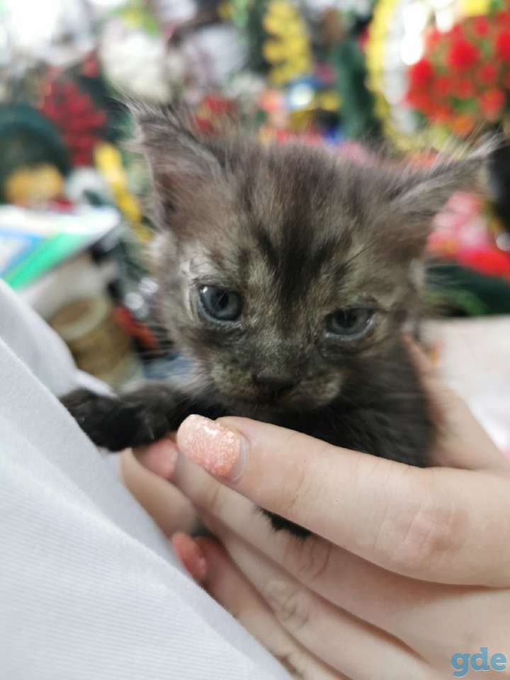 SOS. Котёнку СРОЧНО нужна передержка или дом., фотография 2