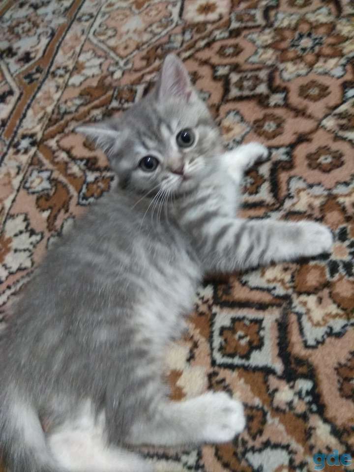 Шотландская кошка, фотография 4