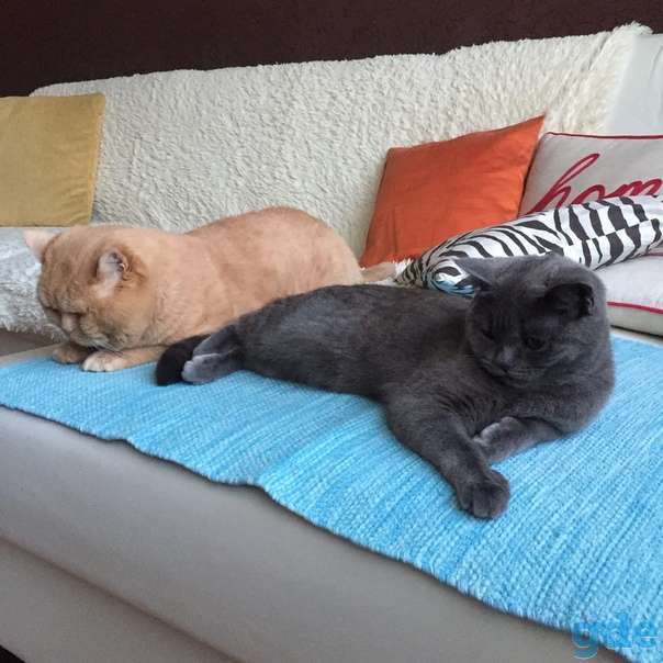 Британский котенок дымчатого окраса, фотография 6