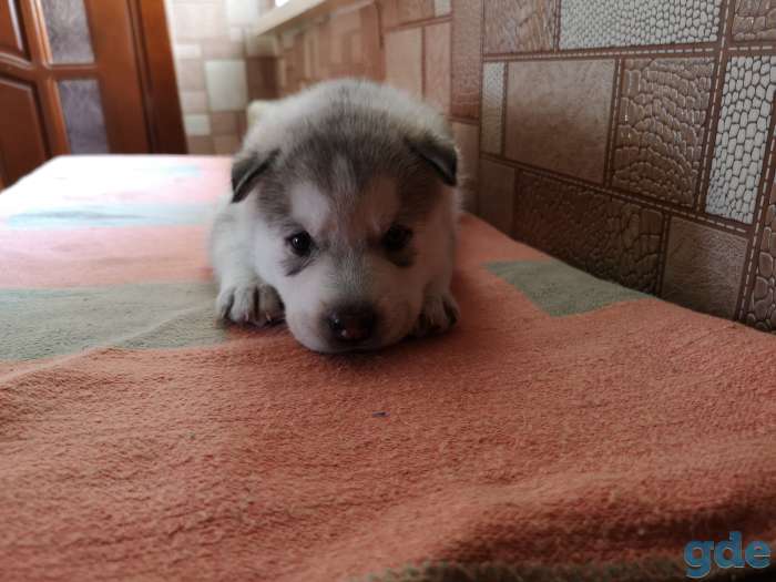 Продажа хаски 1 месяц, фотография 1
