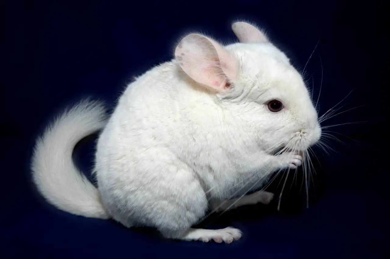 Шишилла, шиншилленок, фотография 1