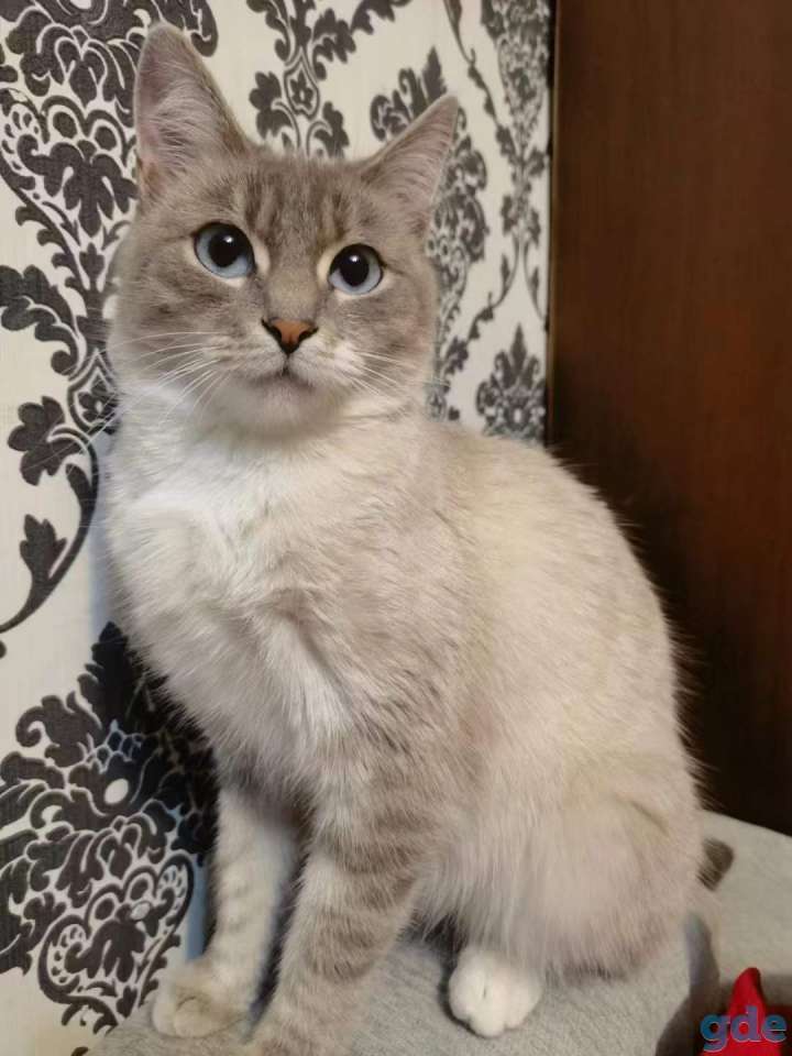 Кошка, фотография 1