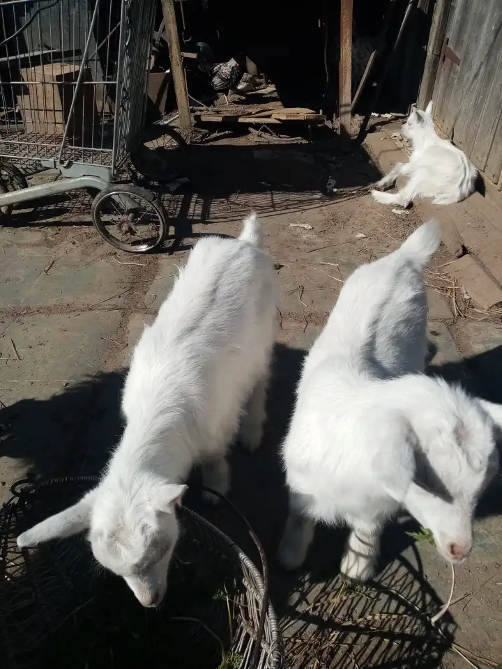 Продам козликов, фотография 3