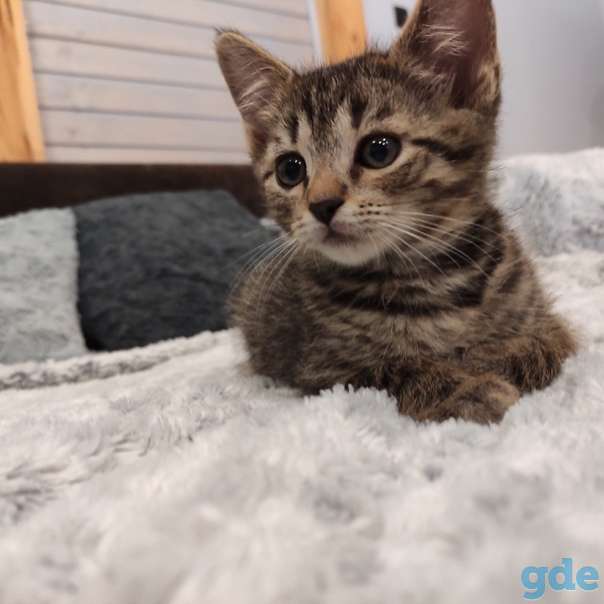 Котенок ищет дом, фотография 1
