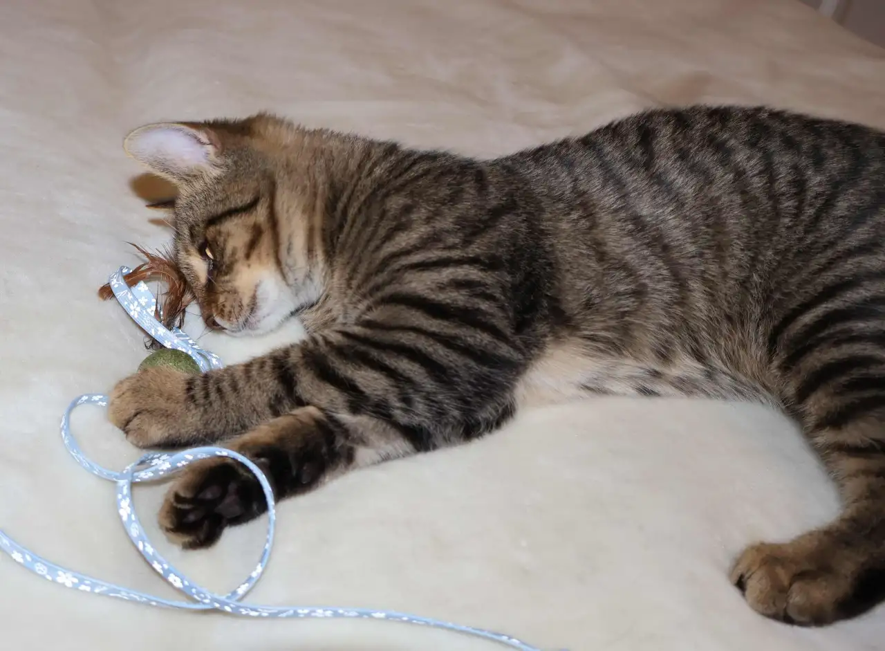 Домашний котенок 4 мес. Друг во всём. Залазит на плечи и целуется, фотография 9