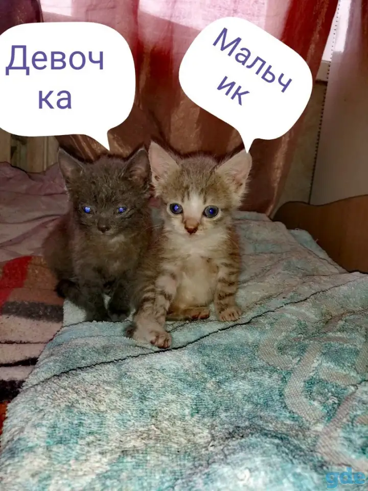 Котята, фотография 1