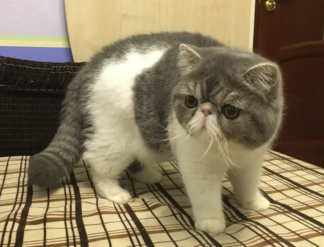 Экзотические короткошёрстные котята, фотография 11