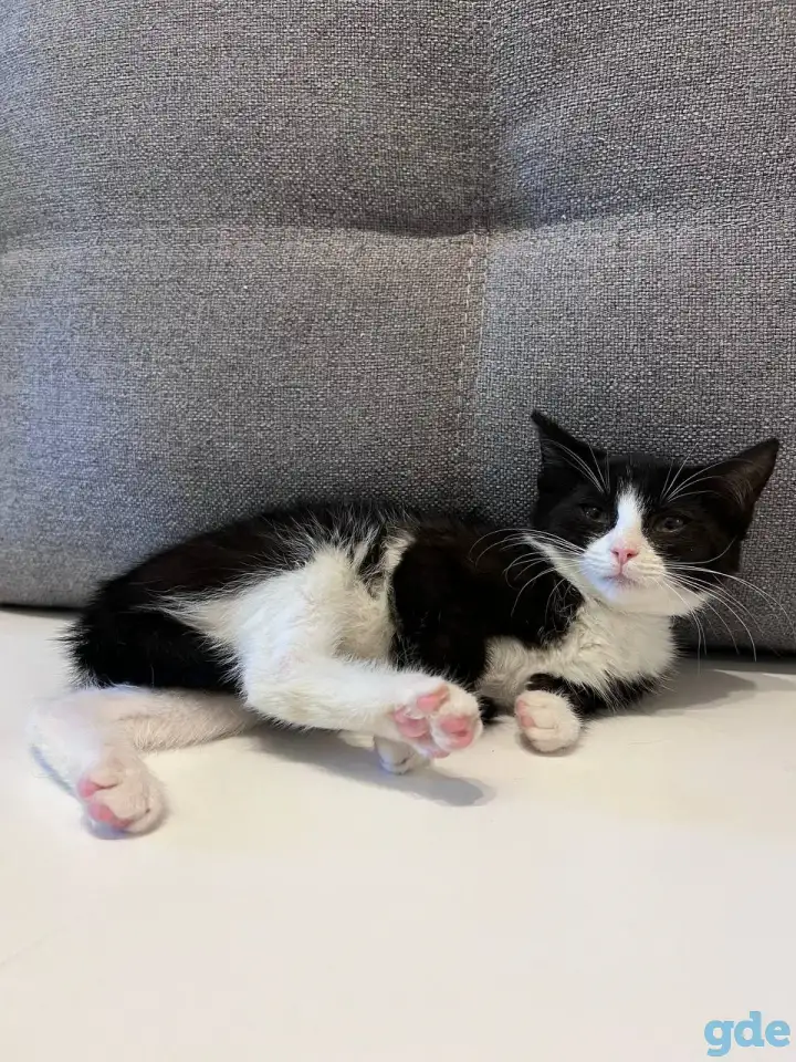 Котёнок в дар, фотография 4