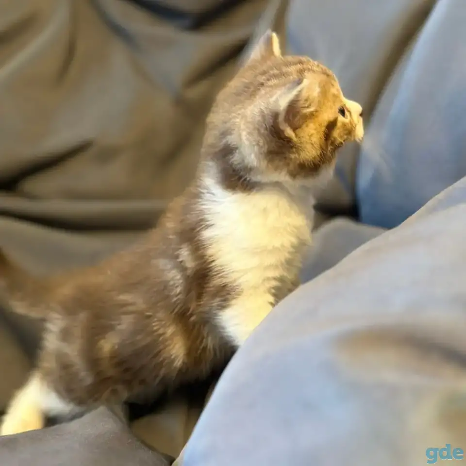 Продажа шотландских котят, фотография 8