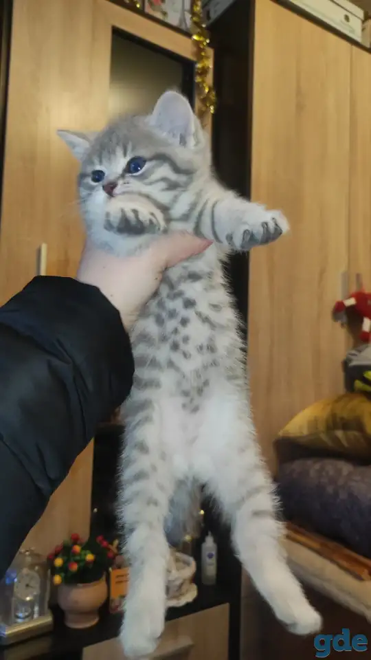 Шотландские чистокровные котята, фотография 14