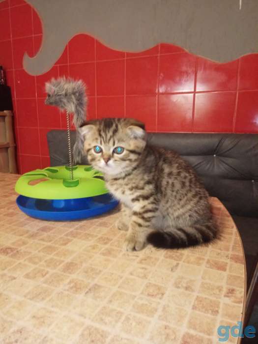 Продать котята разных окрасов, фотография 3