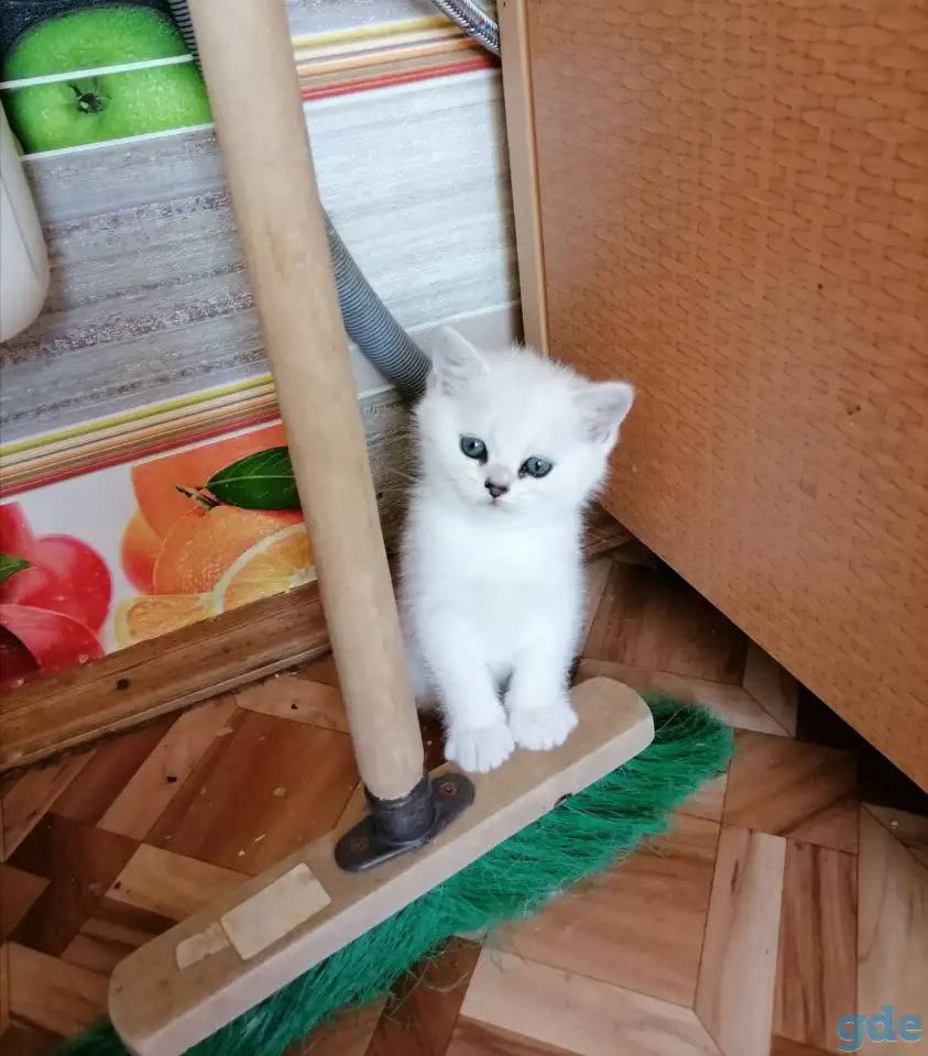 Британские котята, фотография 3