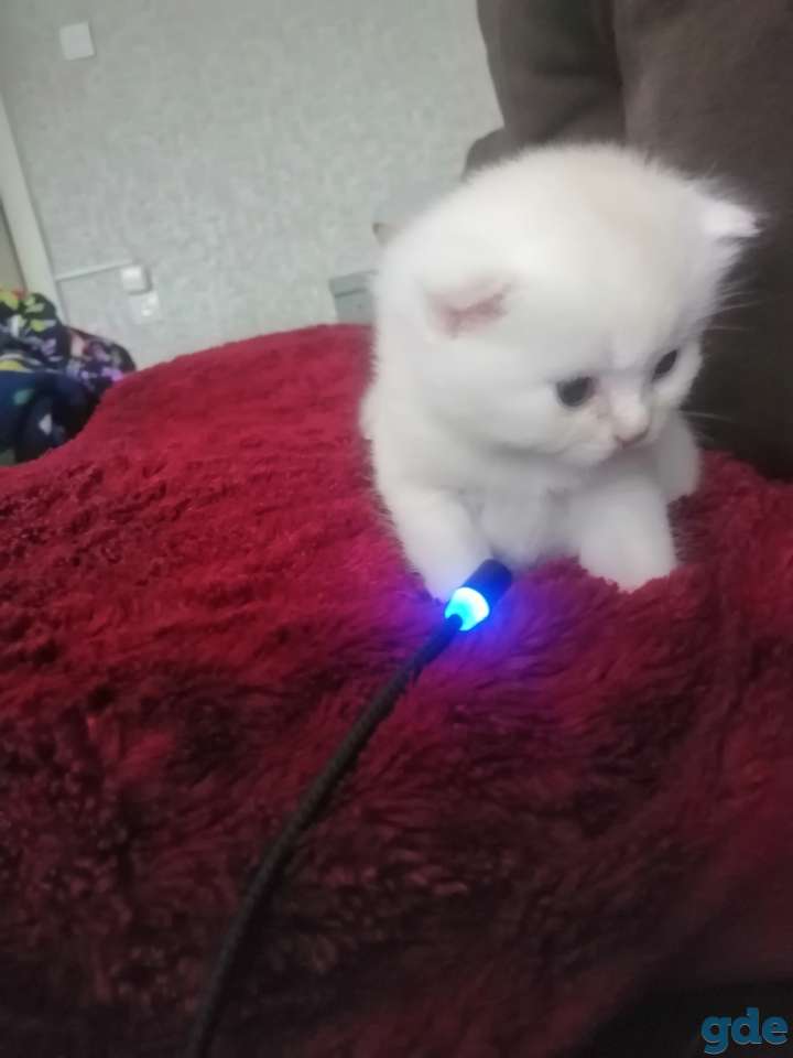 Шотландский котенок, фотография 5