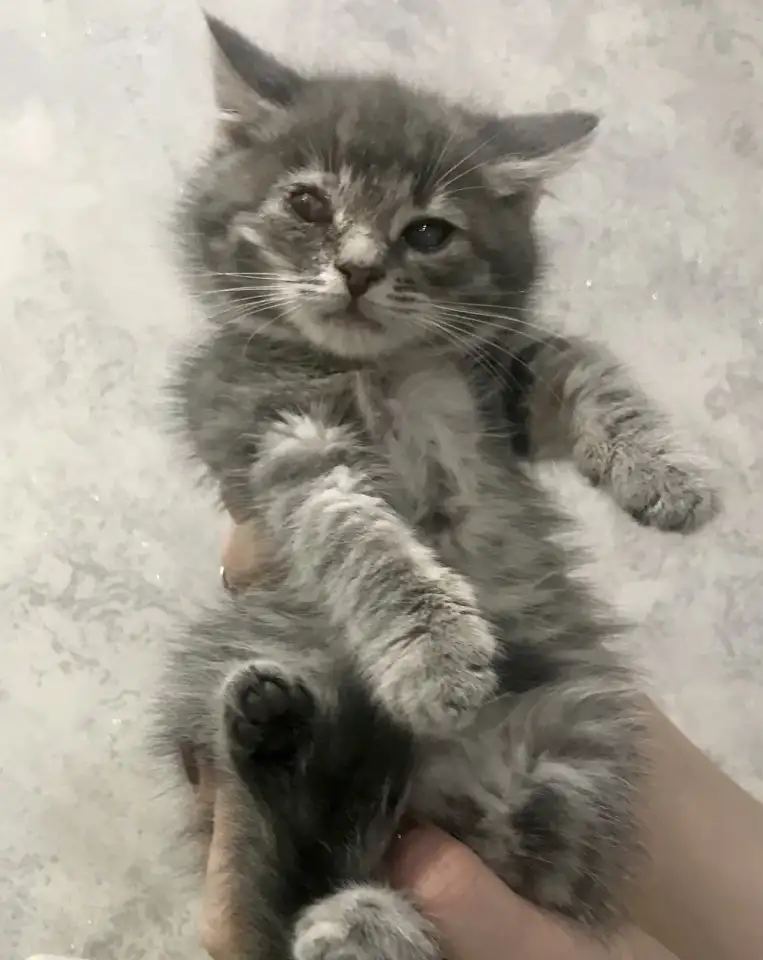 Котенок в добрые руки, фотография 2