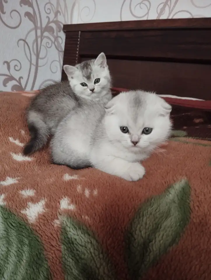 Плюшевые котики, фотография 1