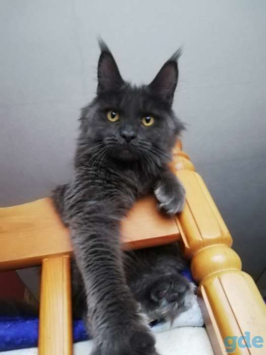 Котята Мейн кун, фотография 4
