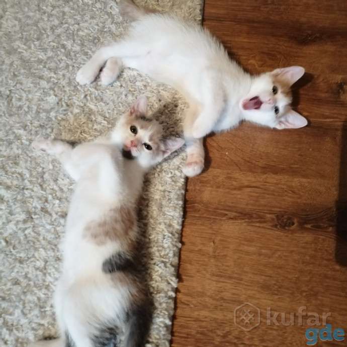 Котята в хооршие руки даром, фотография 5