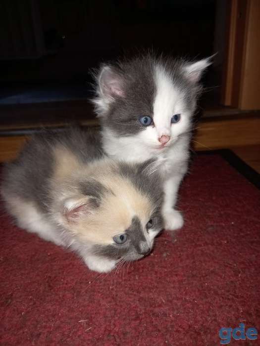 Дарю котят, фотография 2
