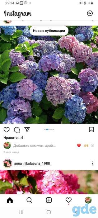 Саженцы клубники по технологии фриго, фотография 4
