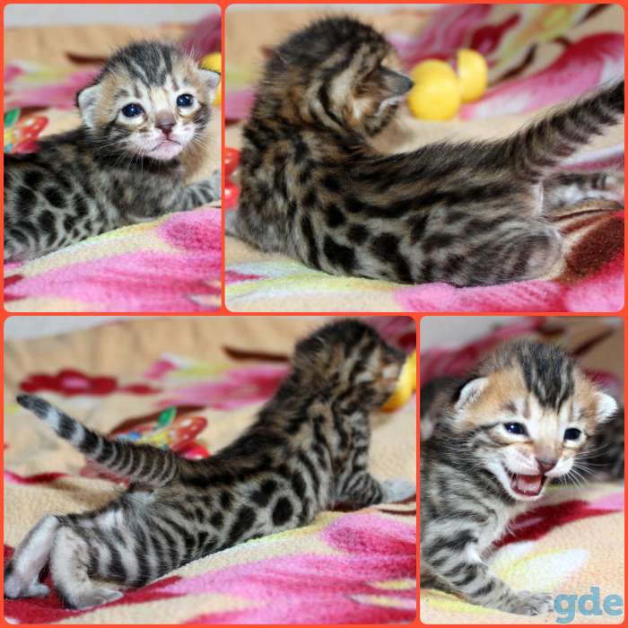 Бенгальские котята, фотография 6