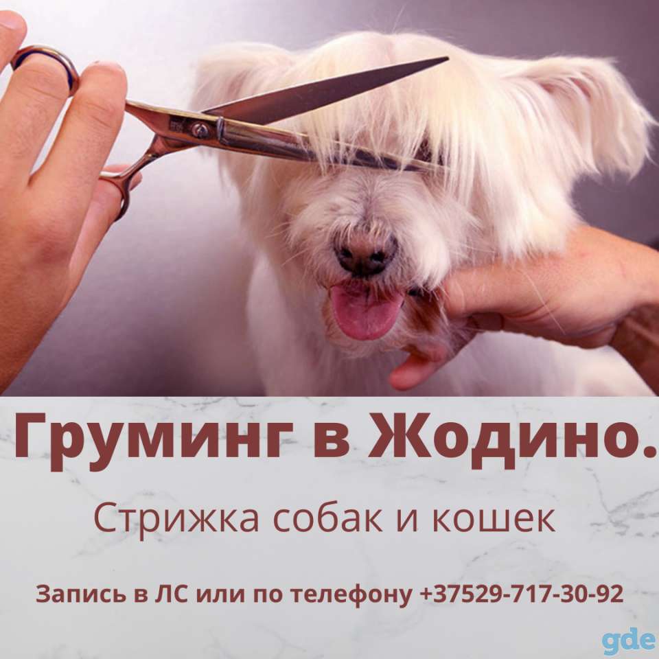Стрижка собак и кошек в Жодино, фотография 1