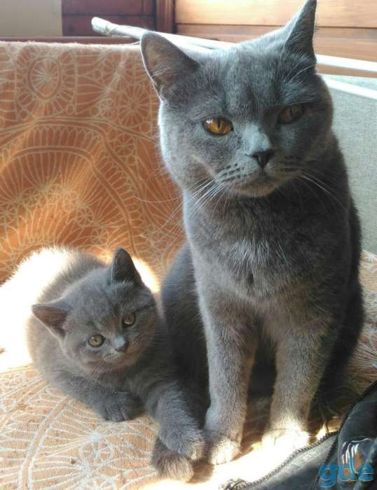 Британские котята, фотография 1