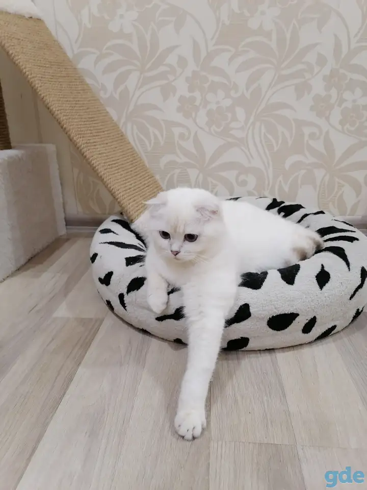 Котята, фотография 4