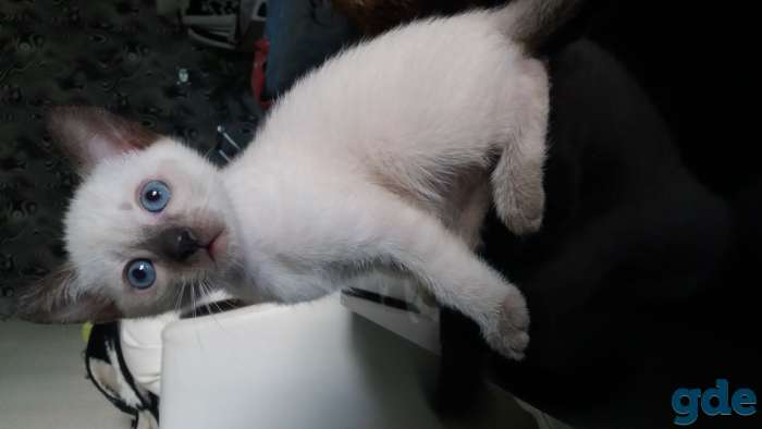 Сиамские котята, фотография 6