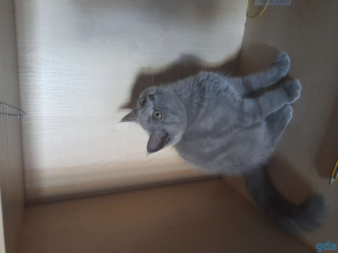 Породистый котёнок шотландской породы, фотография 1