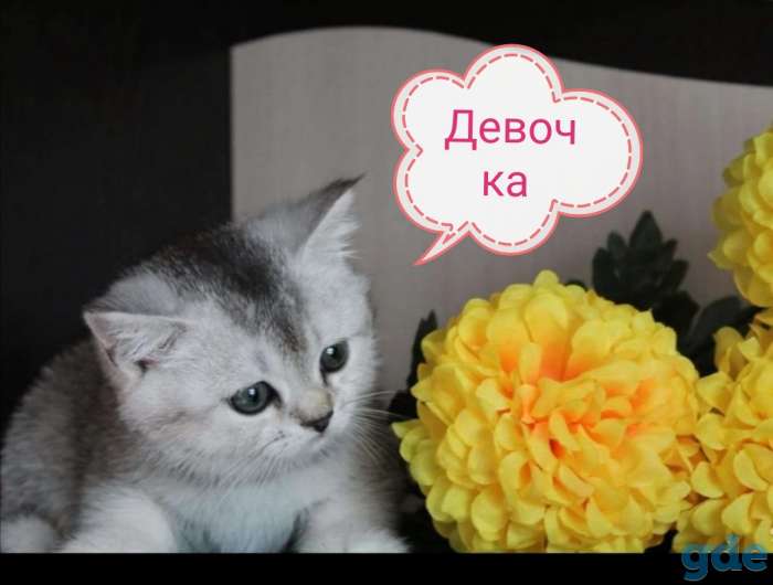 Шотландские котятки, фотография 3