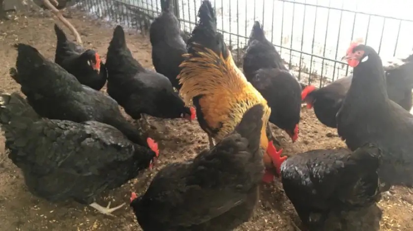 Продам кур несушек, фотография 1