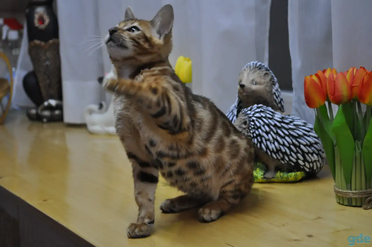 Бенгальская кошечка, фотография 2