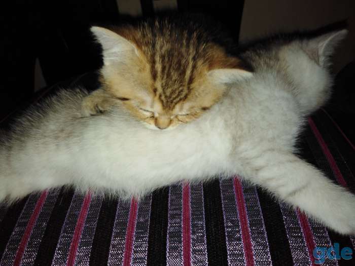 Красивые котята шотландские, фотография 4