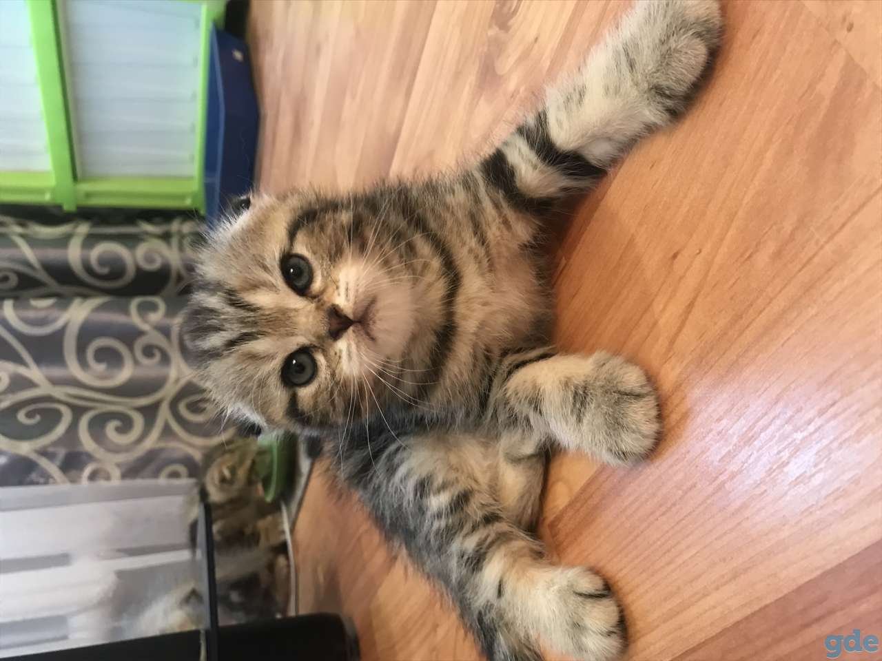 Продаются котята, фотография 3