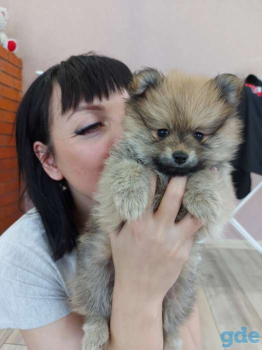 Продажа щенков ПОМЕРАНСКОГО  шпица, фотография 2