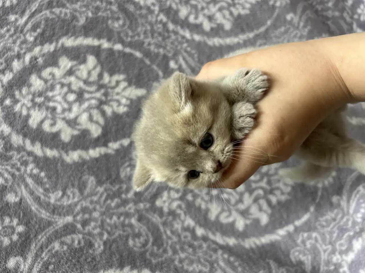 Шотландские котята, фотография 4