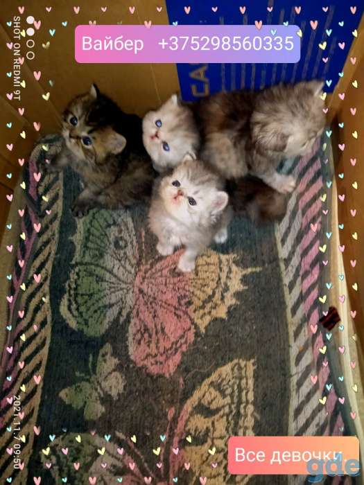 Персидские котята.Экстремального типа ., фотография 5
