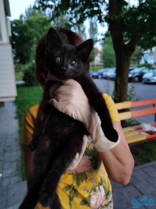 Котенок Анфиса ищет дом!, фотография 5