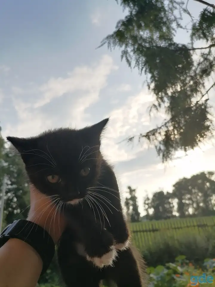 Котята в добрые руки, фотография 1