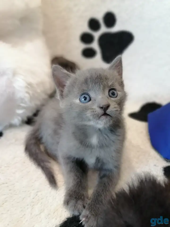 Котята Русская голубая, фотография 2