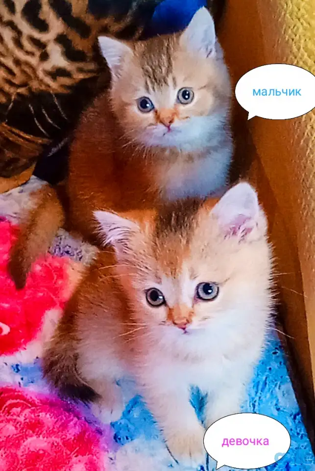 Шотландские вислоухие котята, фотография 4
