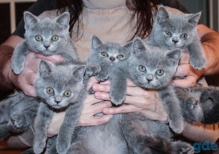 5 британских котят 2 ме, фотография 1