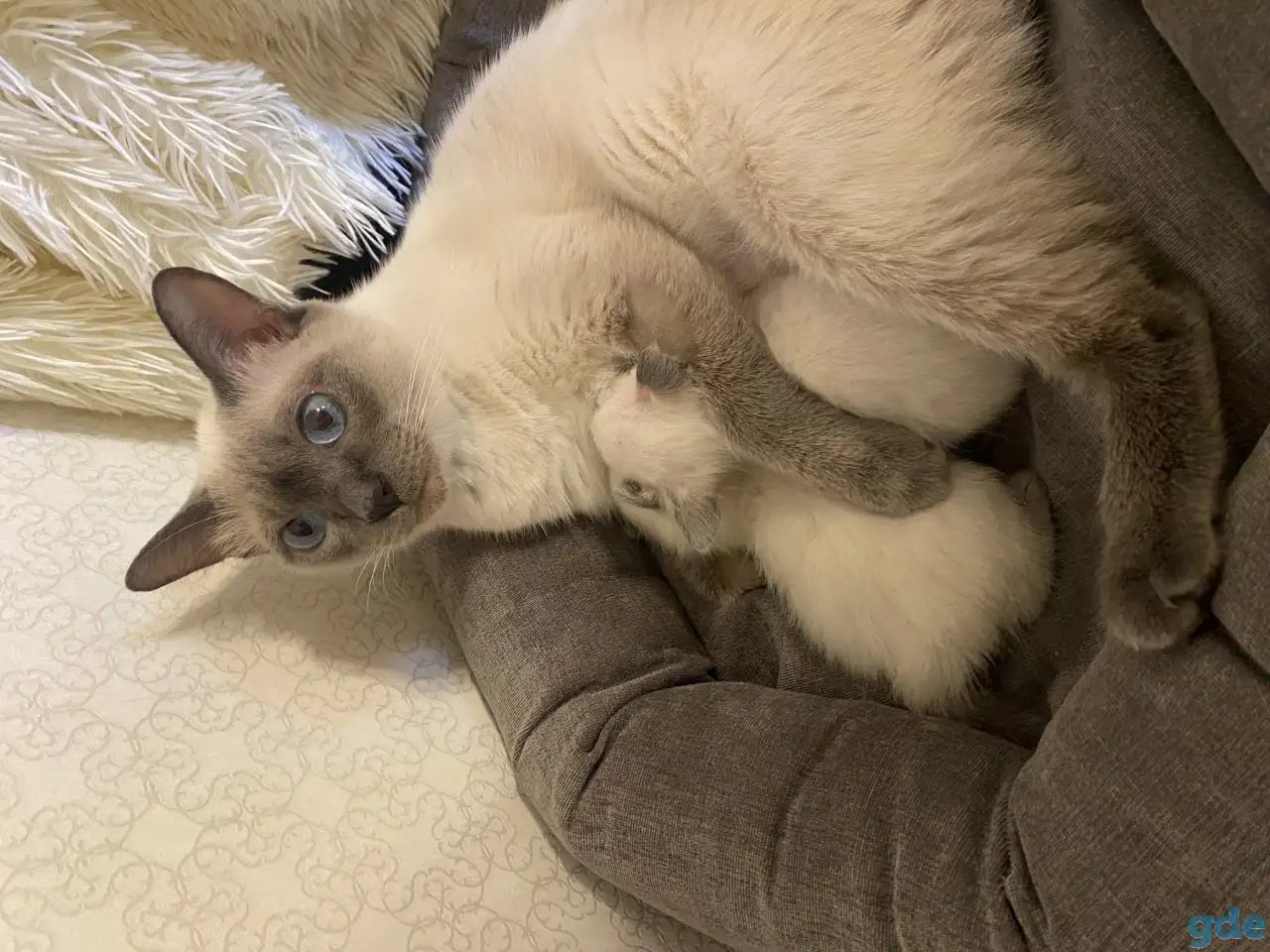 Котята Меконгский бобтейл, фотография 3