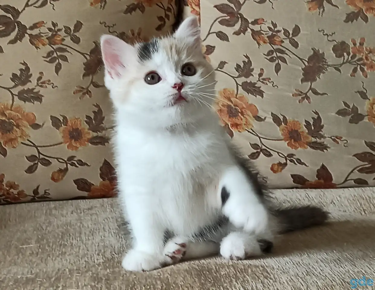 Шотландские котята яркого окраса, фотография 5