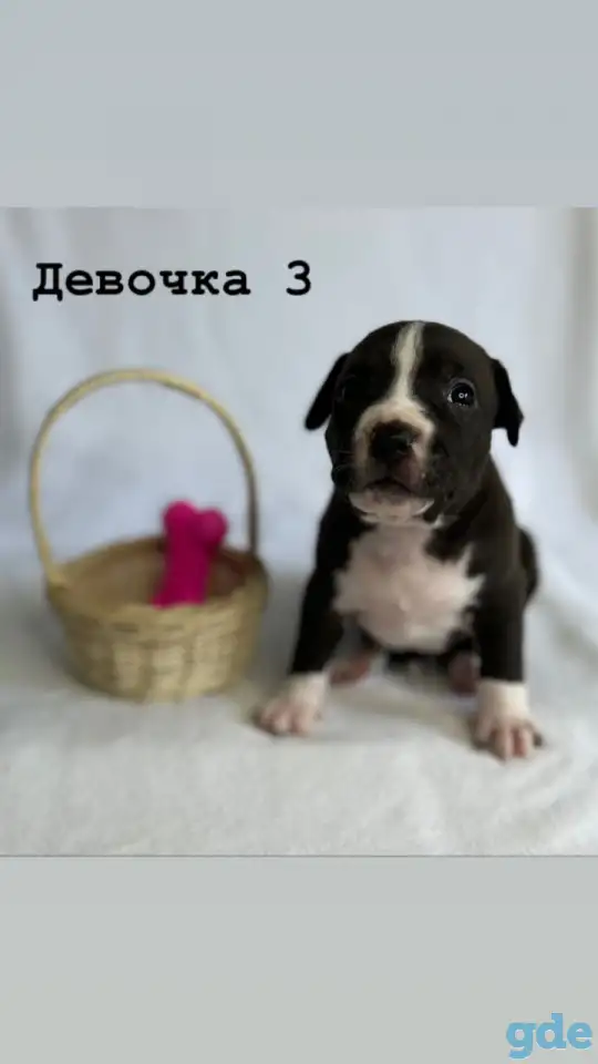 Щенки амстафа, фотография 9
