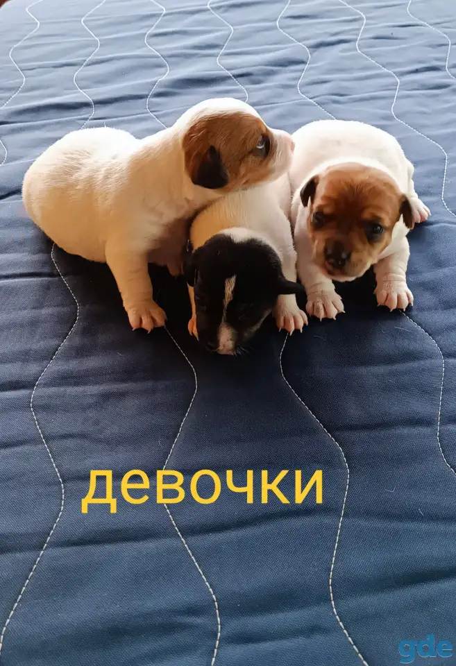 Щенки, фотография 4