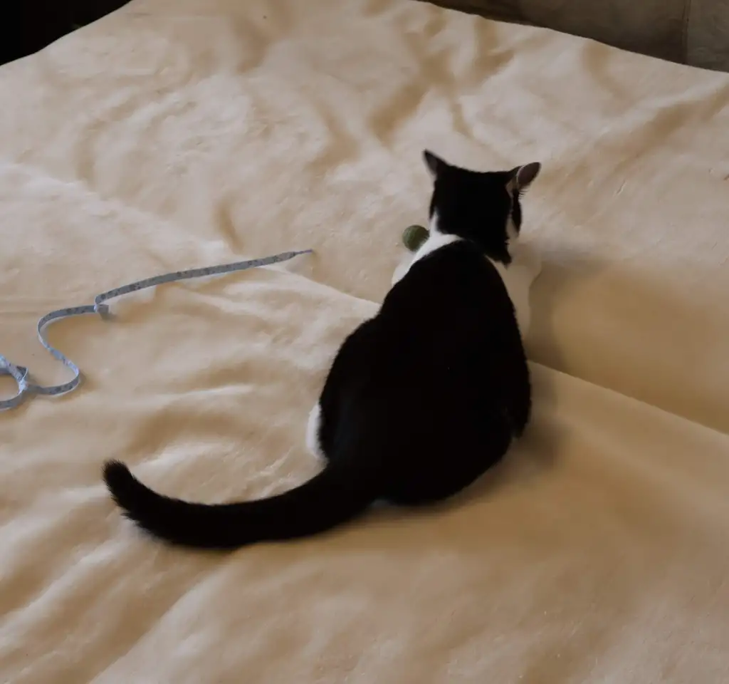 Домашний котенок 4мес. Умный, чуткий, заботливый, веселый, разговаривает, фотография 9