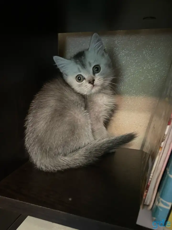 Котята ШОТЛАНДЦЫ, фотография 4